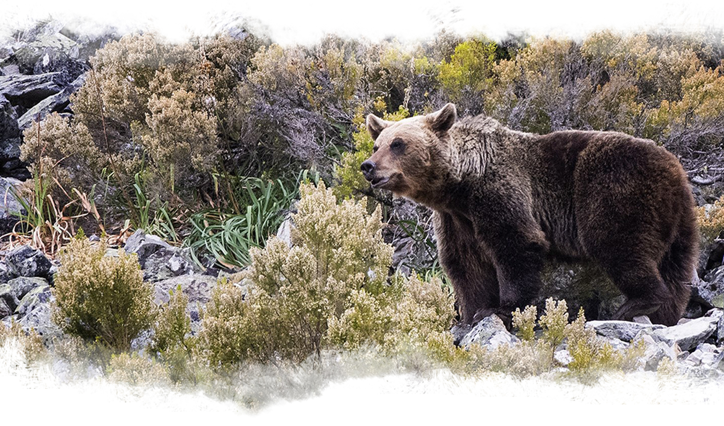 imagen de un oso en plena naturaleza